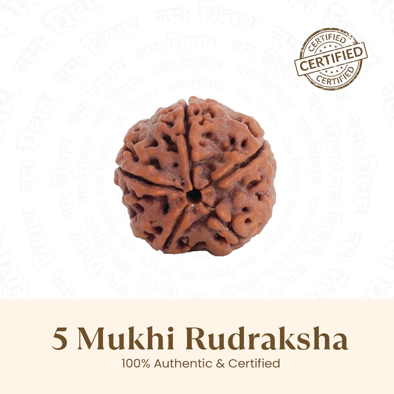 Nepal Origin 5 Mukhi Rudraksha - 17mm to 22mm